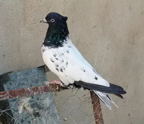 کفتر کبوتر کله سیاه،سینه سوسنی،سینه سیاه|پرنده|شیراز, گلکوب|دیوار