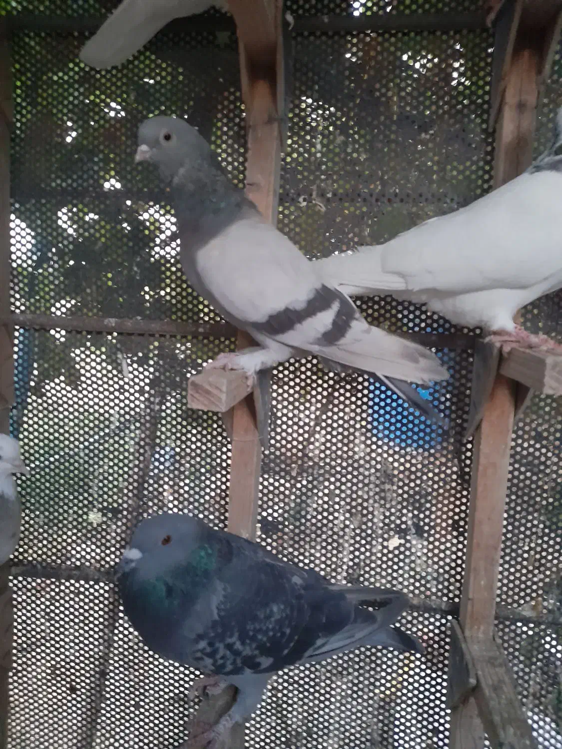 .شهری.سوسنی.سینه‌.ماده|پرنده|مرودشت, ثبت احوال|دیوار