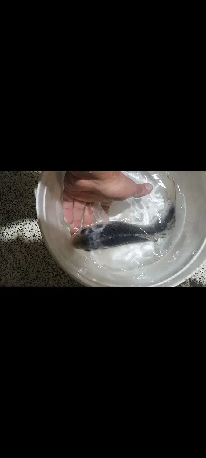 ماهی کوی جفت|ماهی|تهران, کیانشهر|دیوار