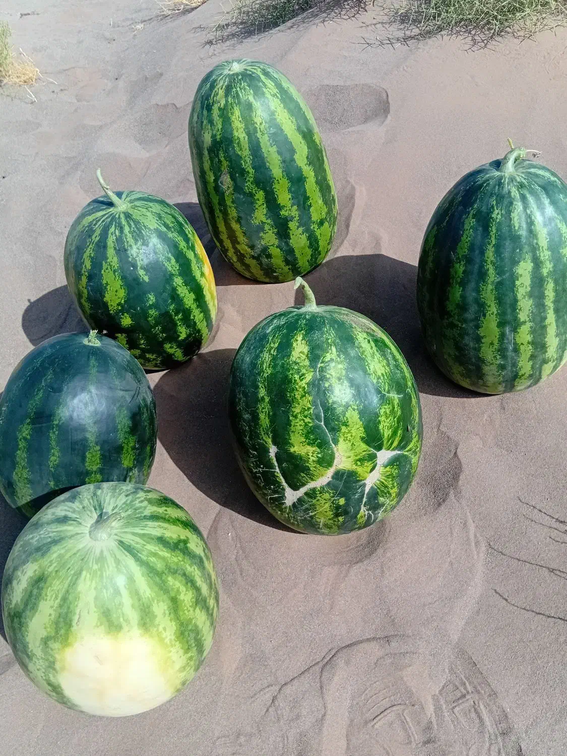 هندوانه دیمه اردمه نیشابور|خوردنی و آشامیدنی|مشهد, شهرک ابوذر|دیوار