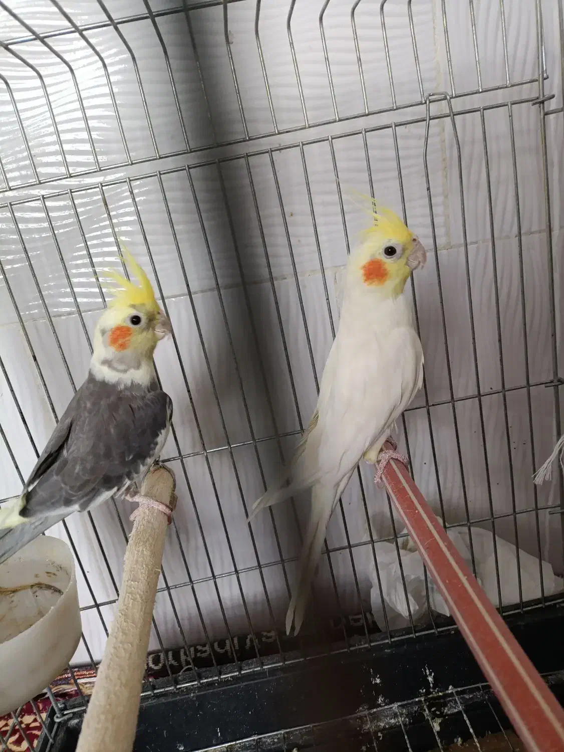 عروس هلندی یه جفت با قفس فقط ۲ میلیون|پرنده|قیدار, |دیوار