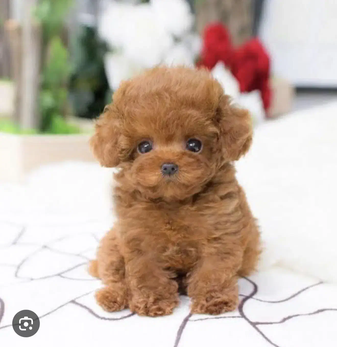 تاینی پودل رنگ رد|سگ|تهران, شهرک غرب|دیوار