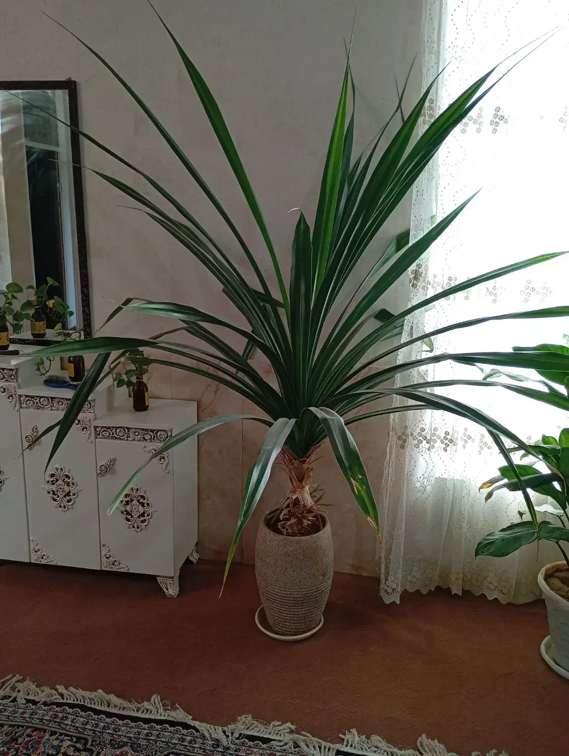 گل طبیعی|گل و گیاه طبیعی|خرامه, |دیوار