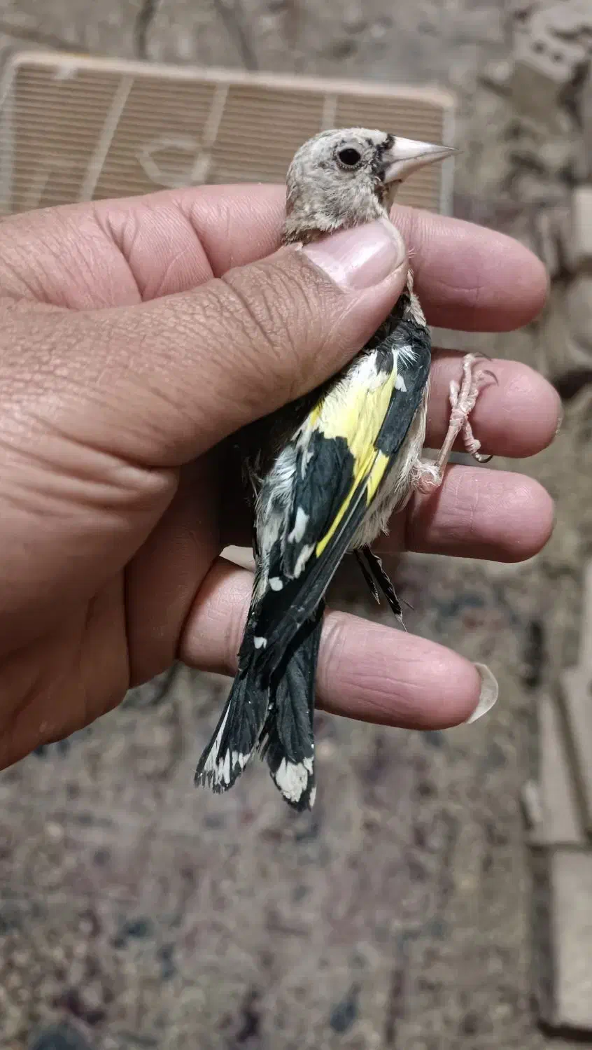 جوجه سهره چهار گل رسمی ودورگ کرمونی لپ سفید|پرنده|تربت جام, شهرک معلم|دیوار