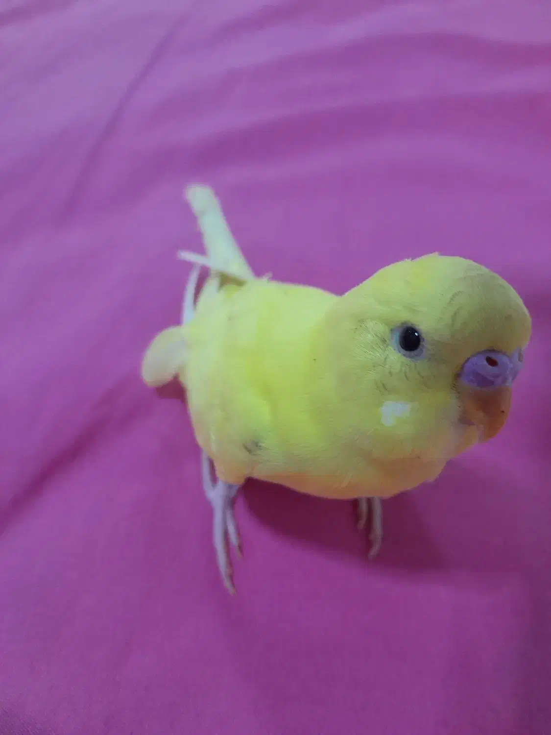 مرغ عشق|حیوانات|مسجد سلیمان, |دیوار