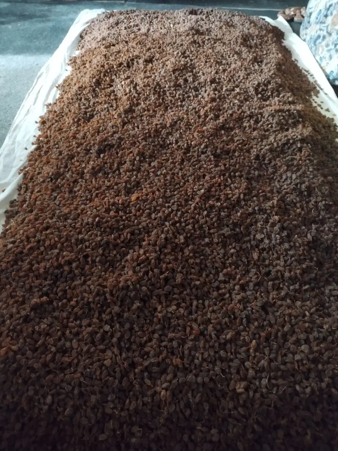 کشمش اعلاو شفتالوی خشک شده|خوردنی و آشامیدنی|بناب, |دیوار