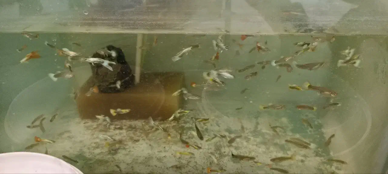 گوپی|ماهی|مشهد, الهیه|دیوار