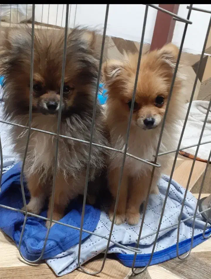 واگزاری سگ پامر|سگ|آستانه اشرفیه, |دیوار