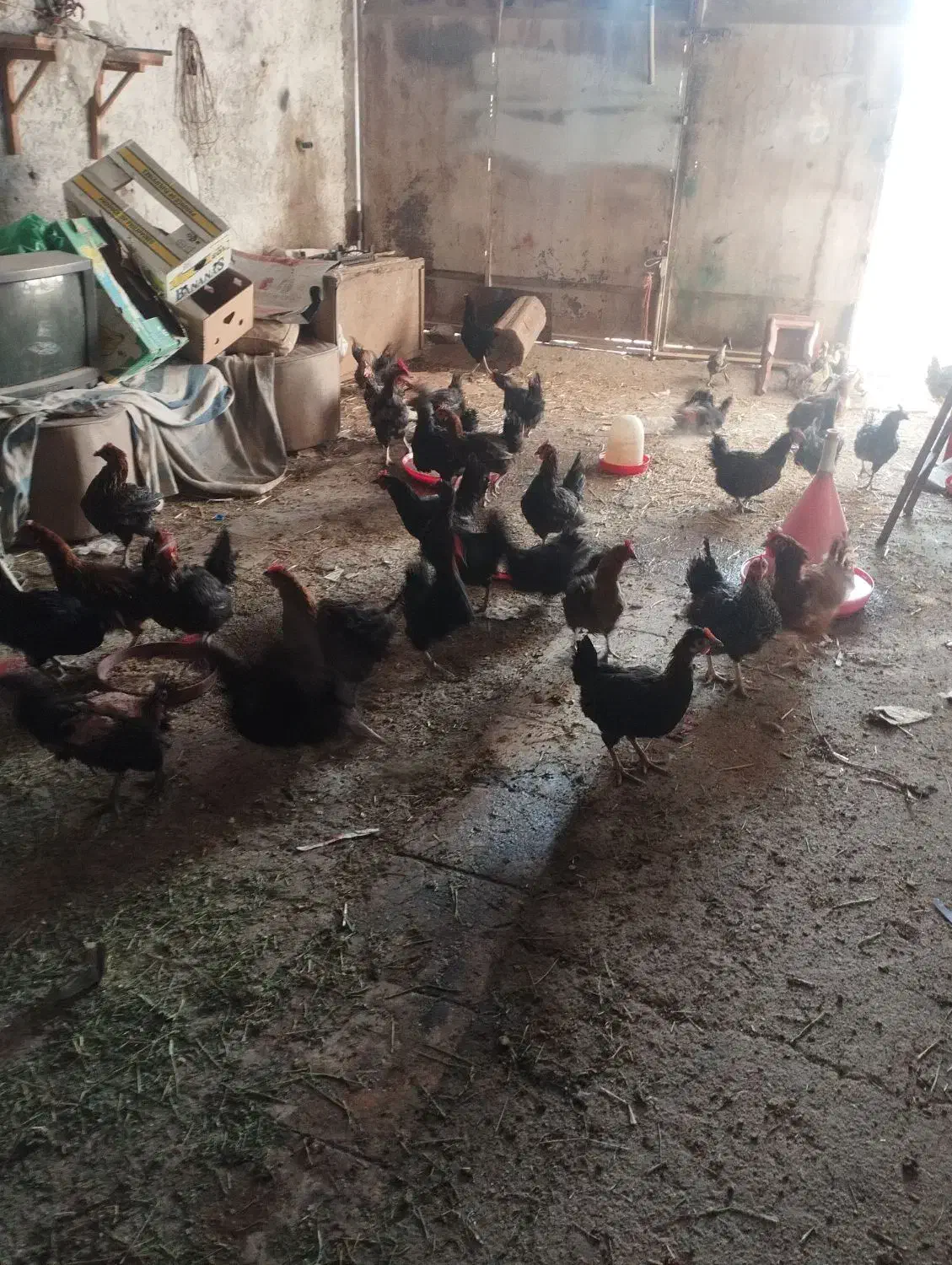 کود یا زل مرغ بومی|گل و گیاه طبیعی|اصفهان, رهنان|دیوار