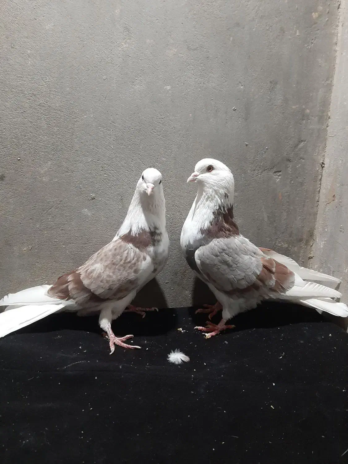 کبوتر ساعت سنگین|پرنده|ایواوغلی, |دیوار