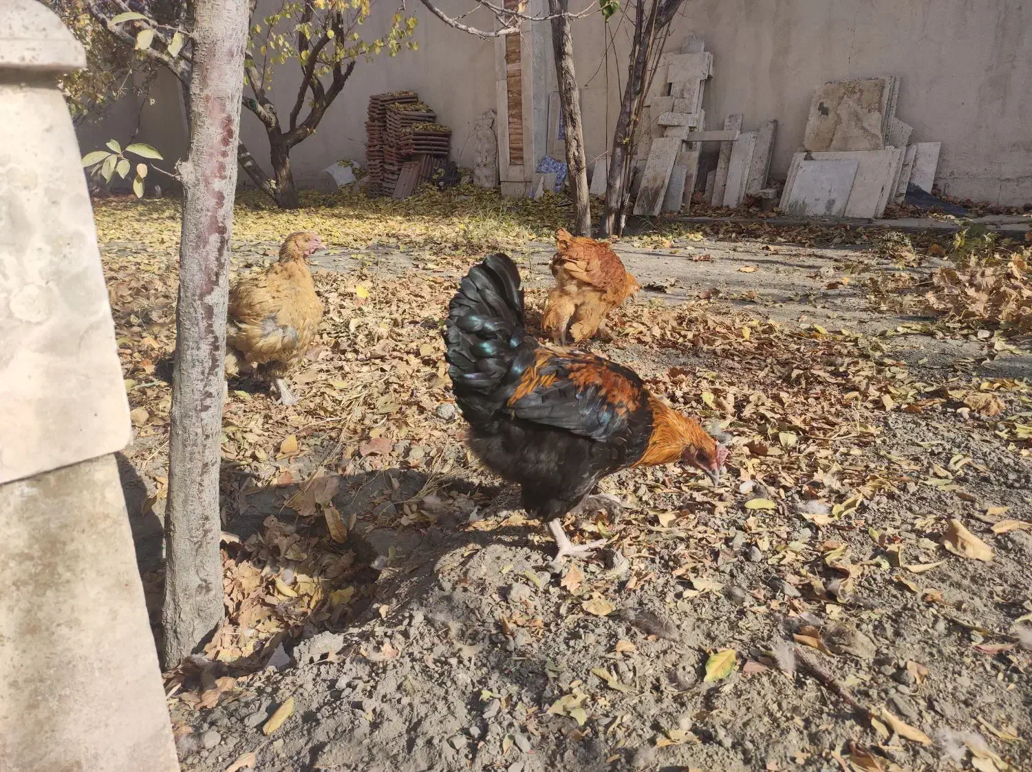 معاوضه خروس بامرغ|حیوانات مزرعه|مشهد, کاظم آباد|دیوار