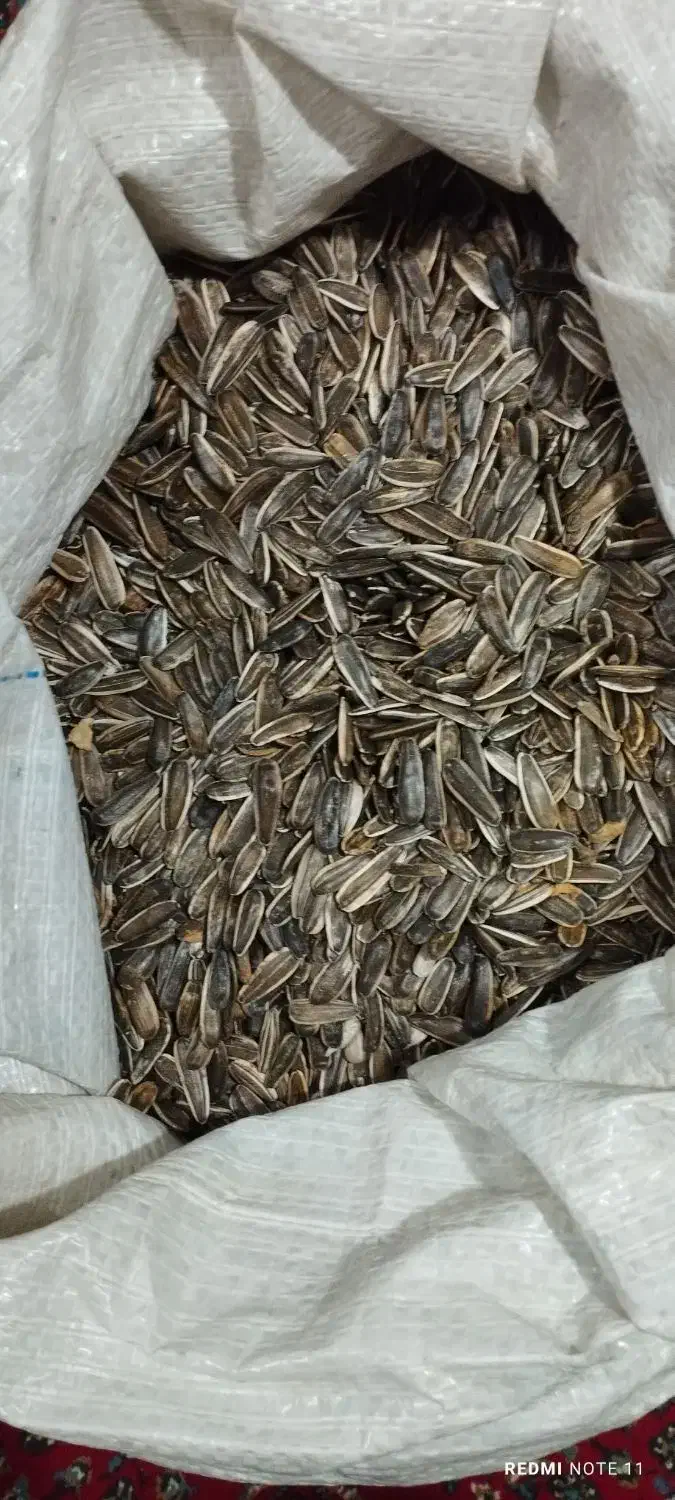 تخمه آفتاب گردان|خوردنی و آشامیدنی|پیرانشهر, |دیوار