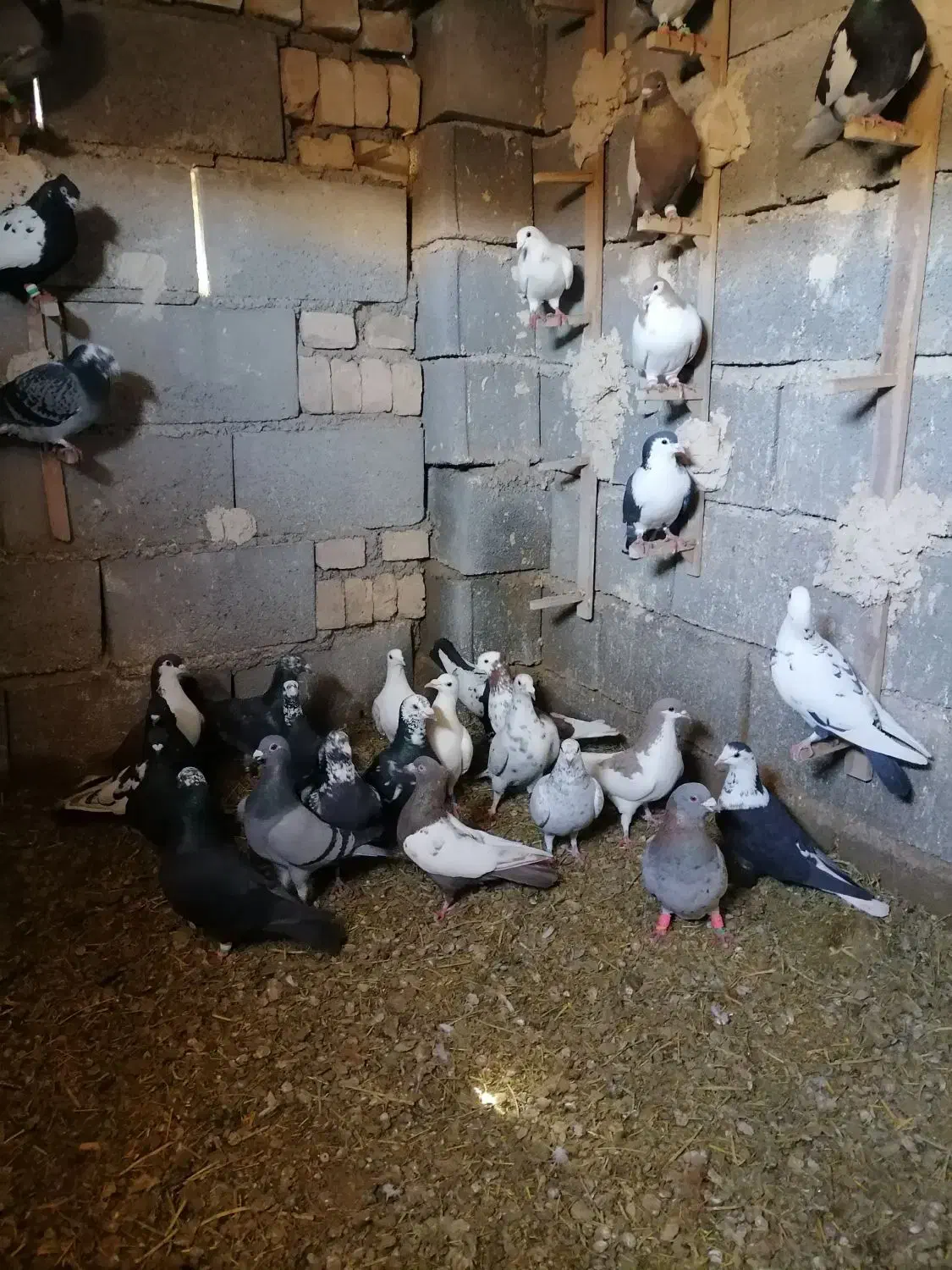 کبوترپرشی|پرنده|کاشمر, |دیوار