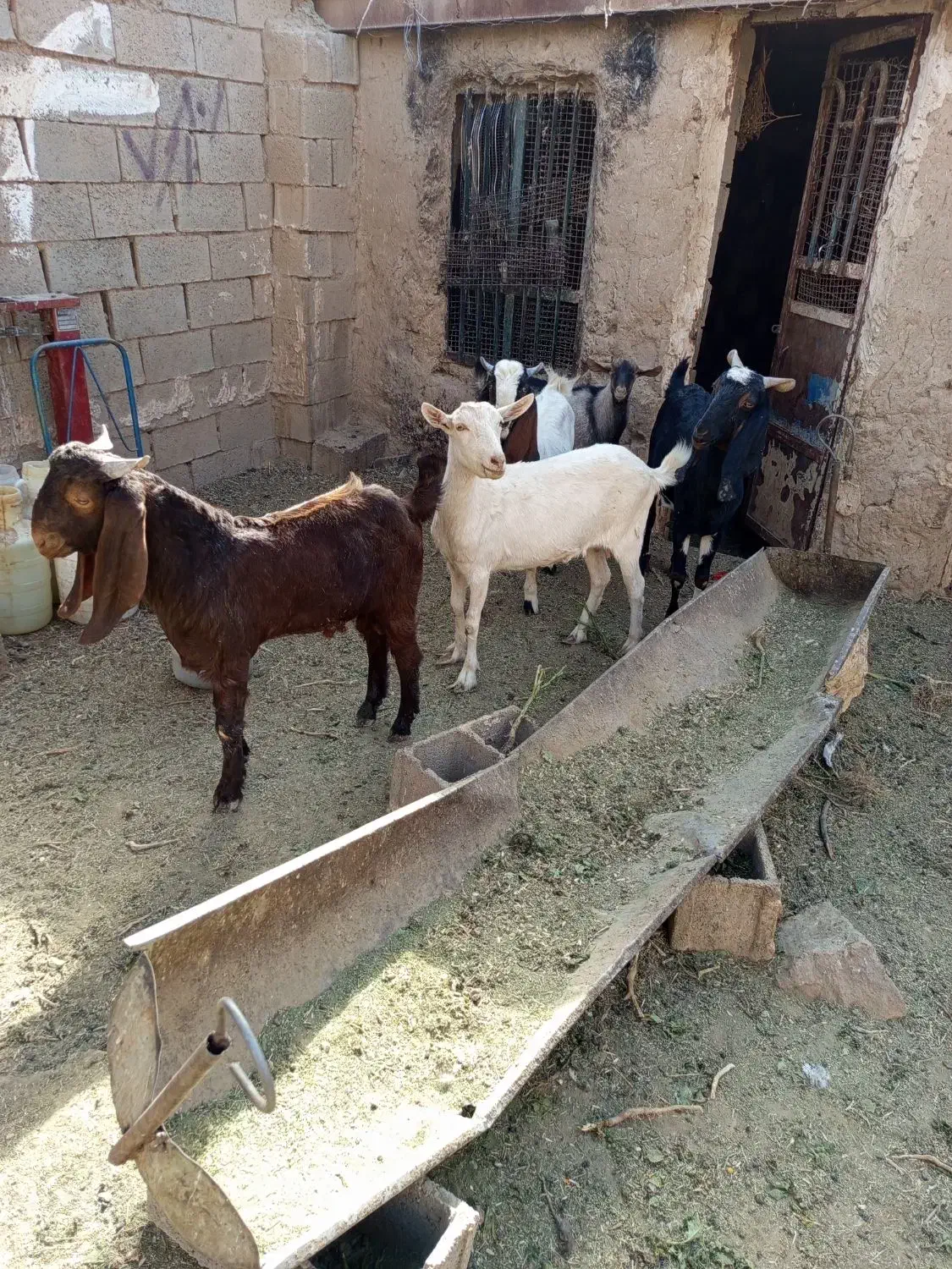 سانن پاکستانی|حیوانات مزرعه|خواف, |دیوار