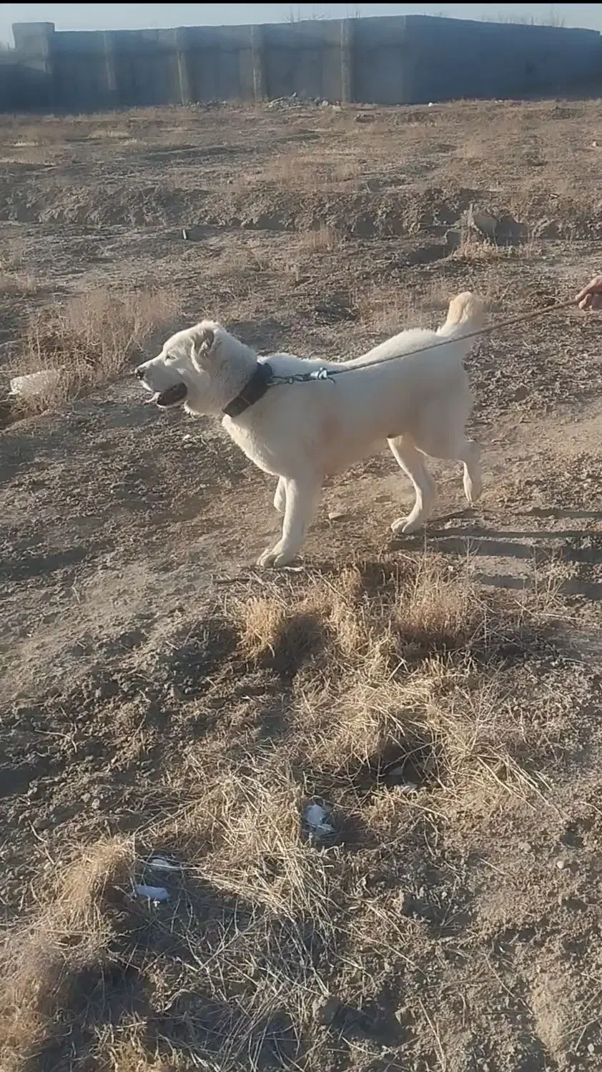 سگ البای نر ۲۰ماهه|سگ|شهریار, شهریار|دیوار