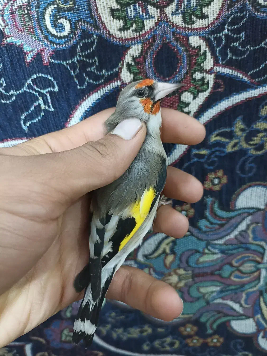 سهره کرمونی نر|پرنده|شیراز, کوشک میدان|دیوار