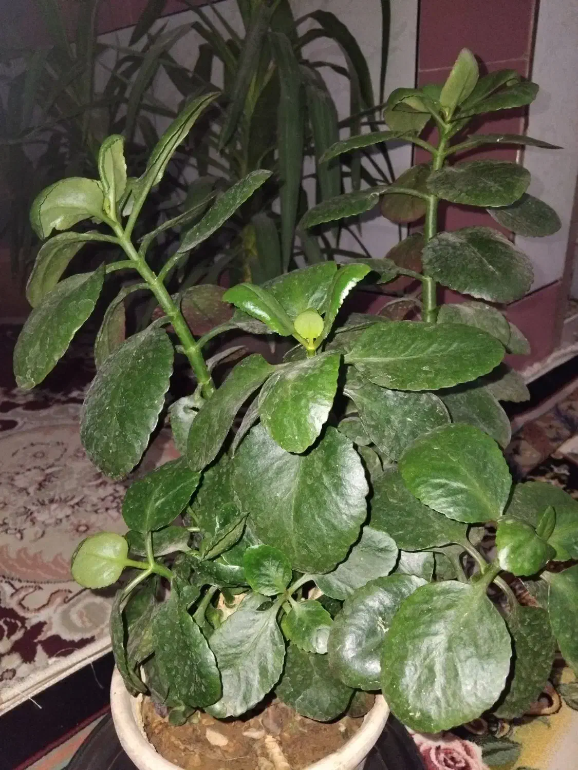 گل برگ قاشقی|گل و گیاه طبیعی|باغ بهادران, |دیوار