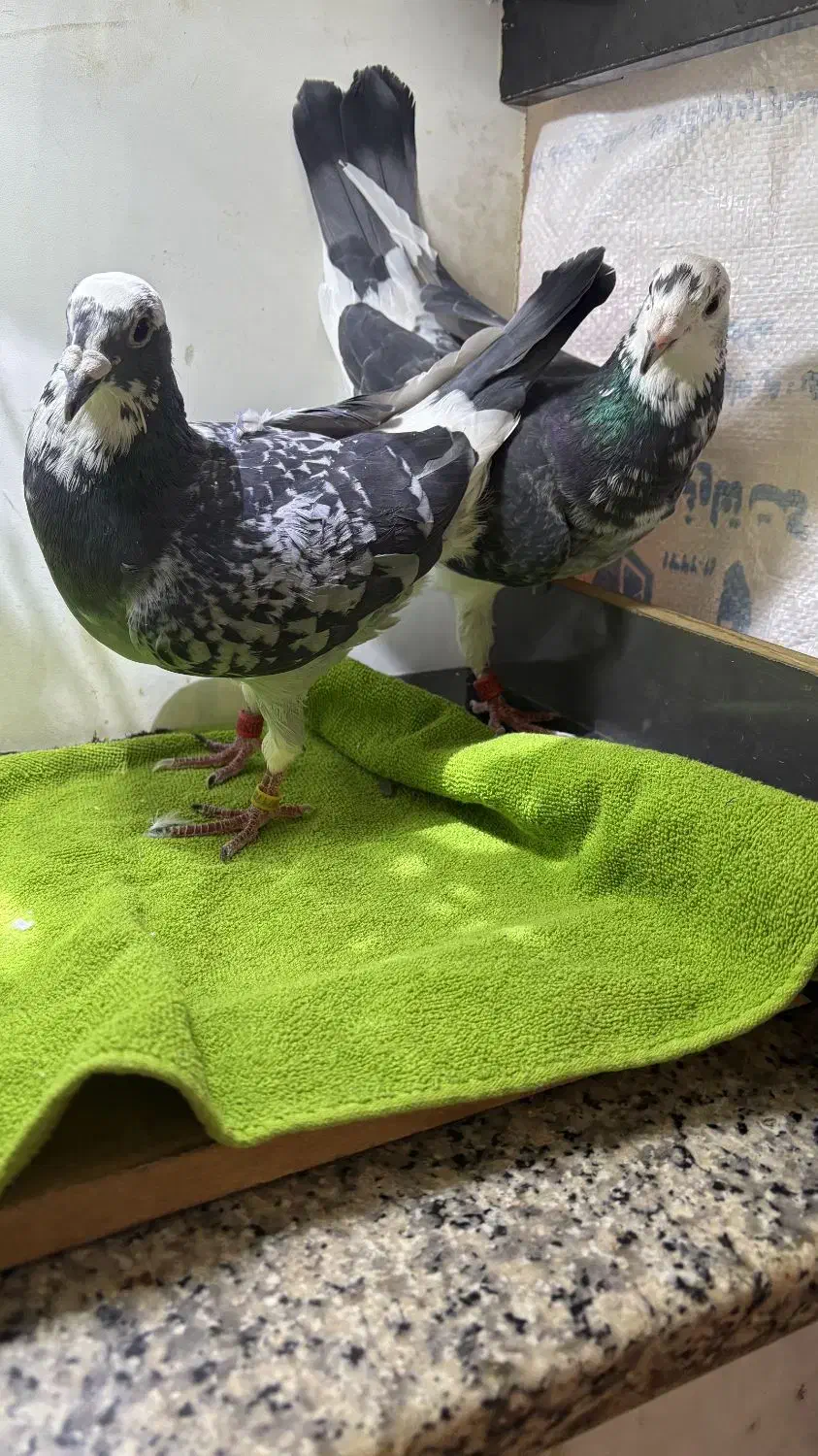 پلنگ سبز خوشگل|پرنده|عطاملک, |دیوار