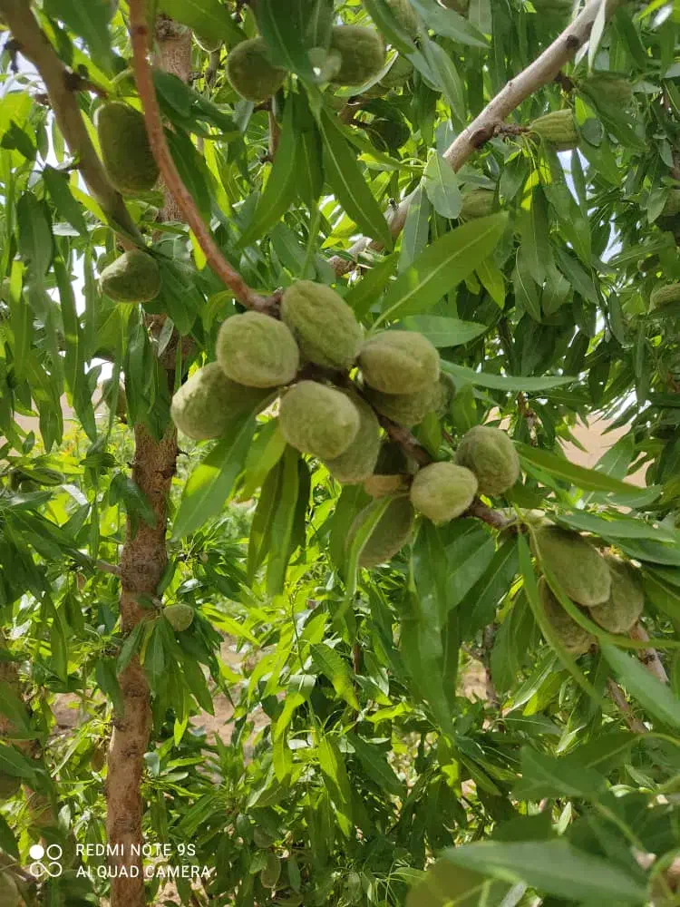 فروش انواع نهال اصلاح شده|خدمات باغبانی و درختکاری|سامان, |دیوار