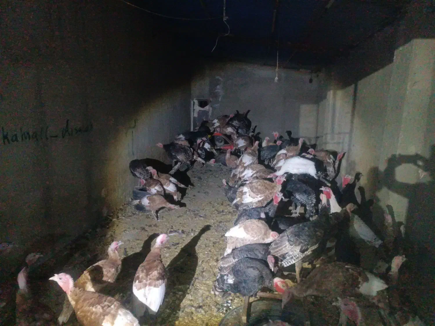 فروش بوقلمون|حیوانات مزرعه|دیواندره, |دیوار