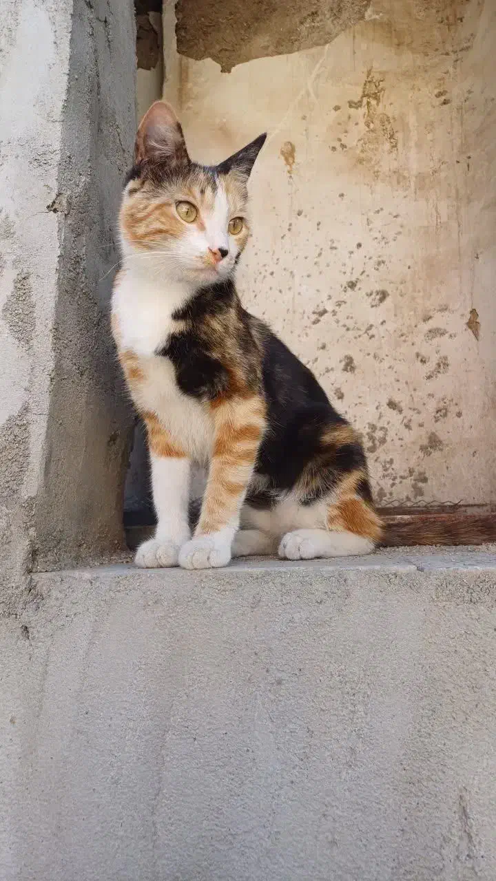 گربه گمشده با مژدگانی بیست میلیون تومانی|حیوانات|بروجرد, |دیوار