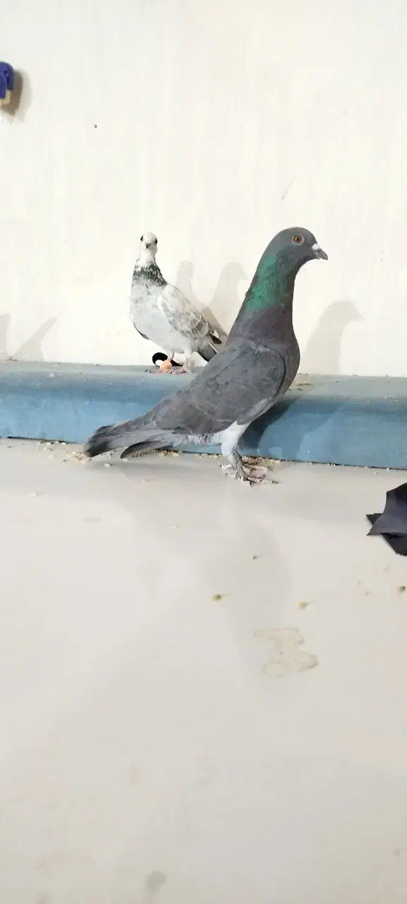 کفتر کبوتر|پرنده|مشهد, نیزه|دیوار