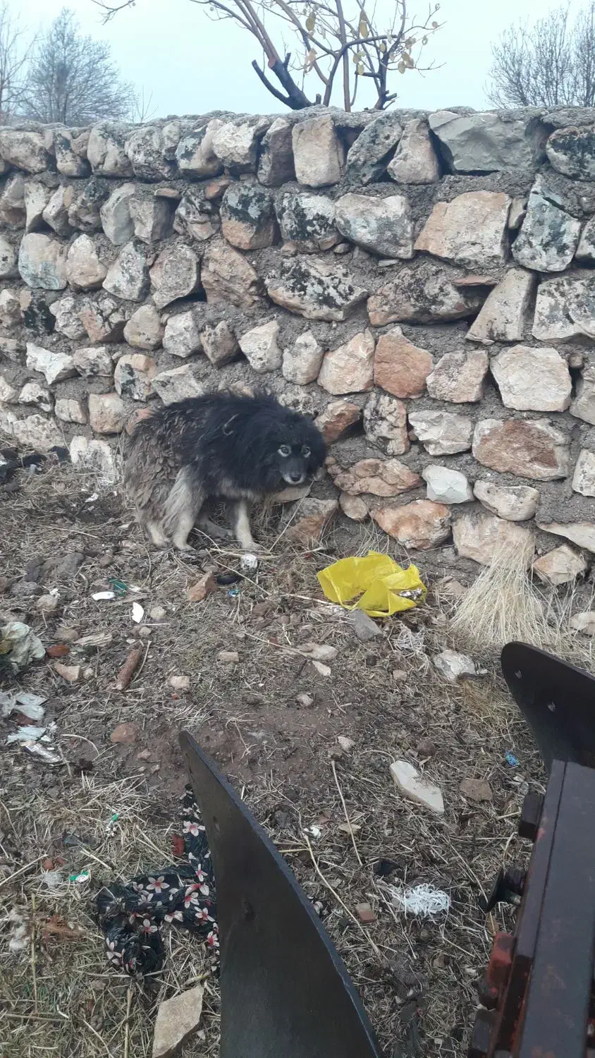 سگ پاکوتان|سگ|اسلامآباد غرب, |دیوار