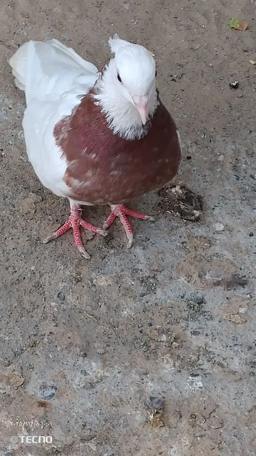 کفتر یا کبوتر طوقی ماده|پرنده|میناب, |دیوار