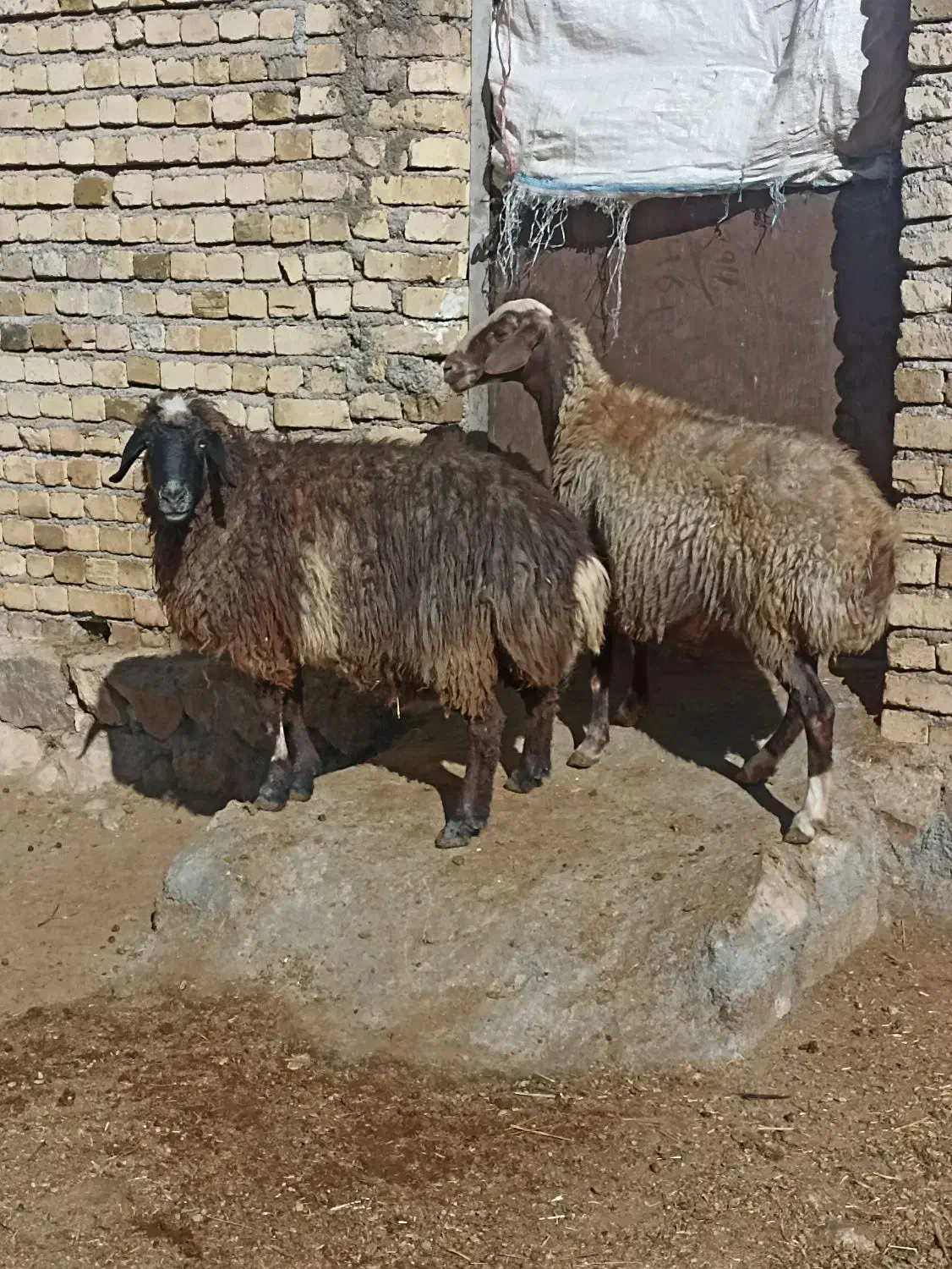 ۲ میش گوسفند بز بره|حیوانات مزرعه|بروجرد, |دیوار