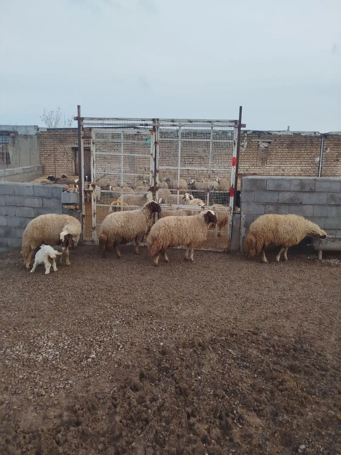 گوسفند میش آبستن|حیوانات مزرعه|کوزران, |دیوار