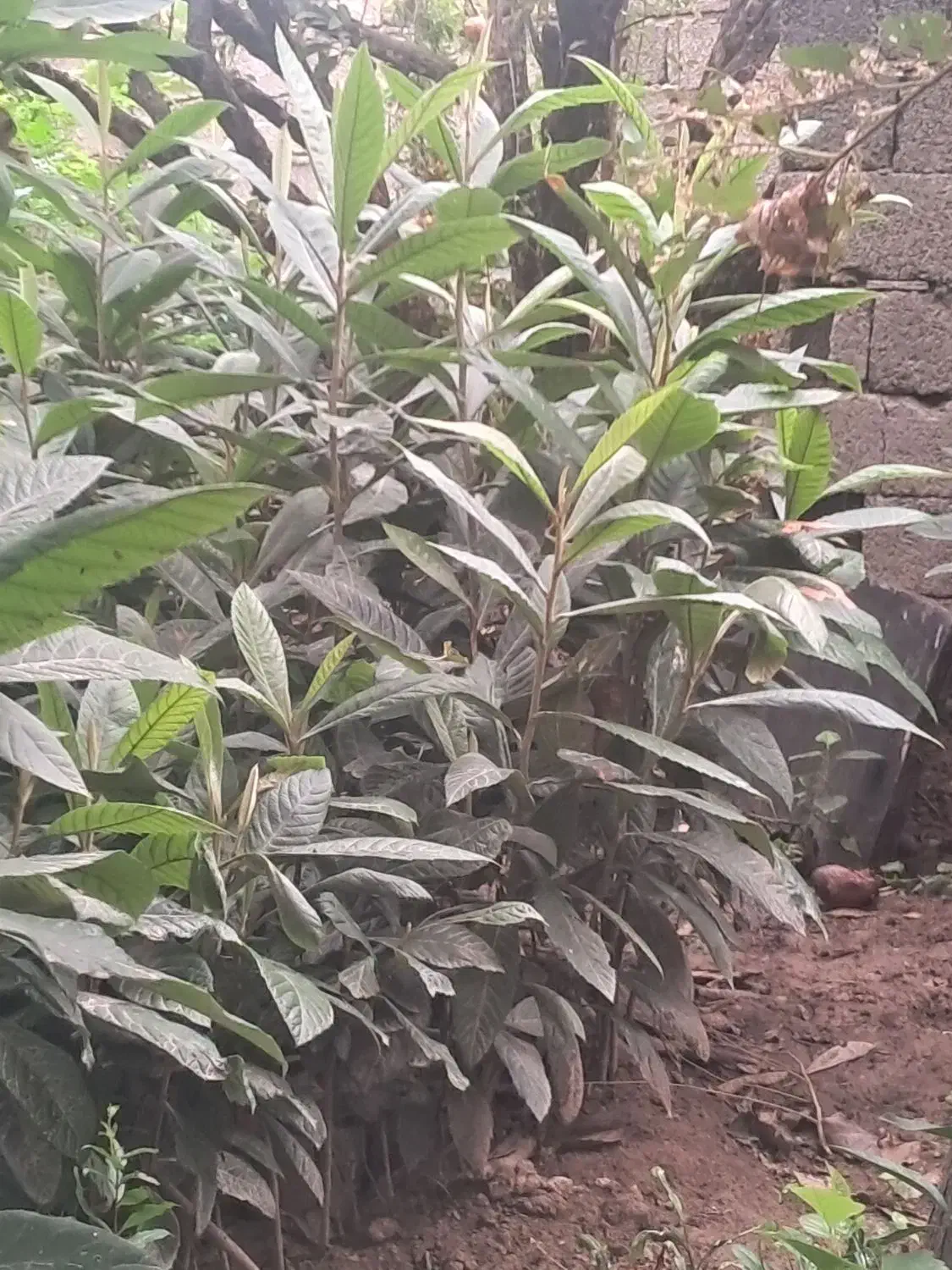 نهال گلدانی ازگیل|خدمات باغبانی و درختکاری|دلند, |دیوار