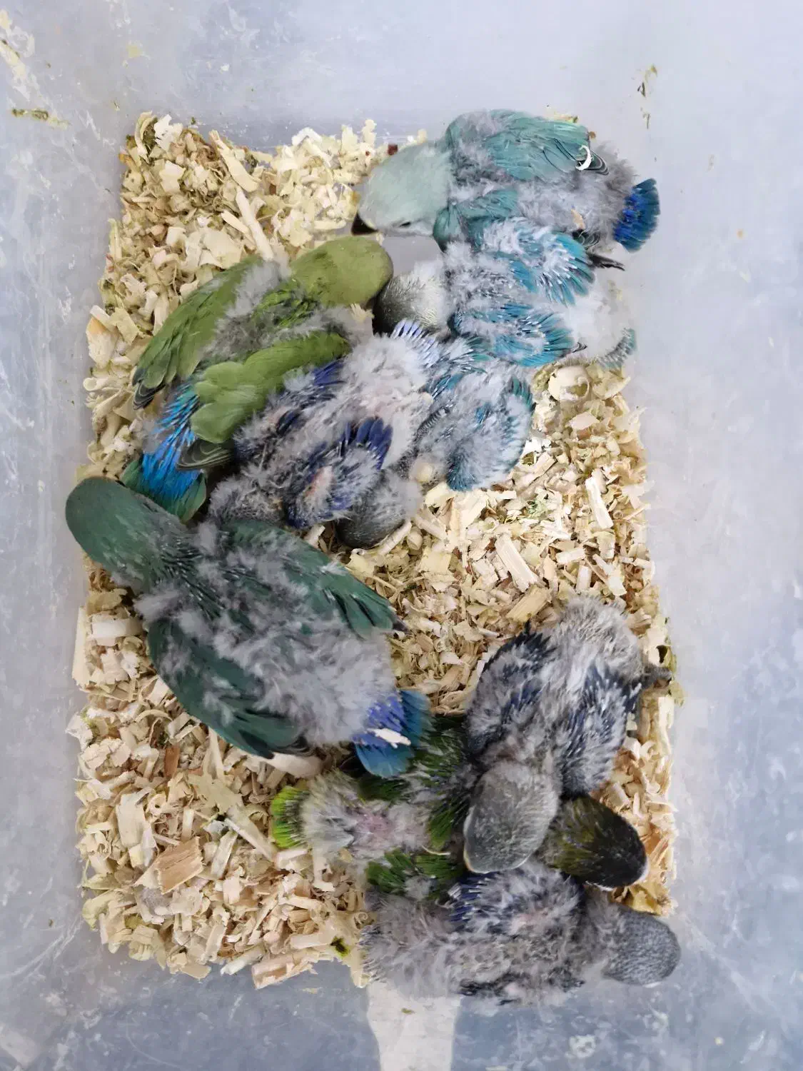 جوجه طوطی کوتوله|پرنده|بندرعباس, |دیوار