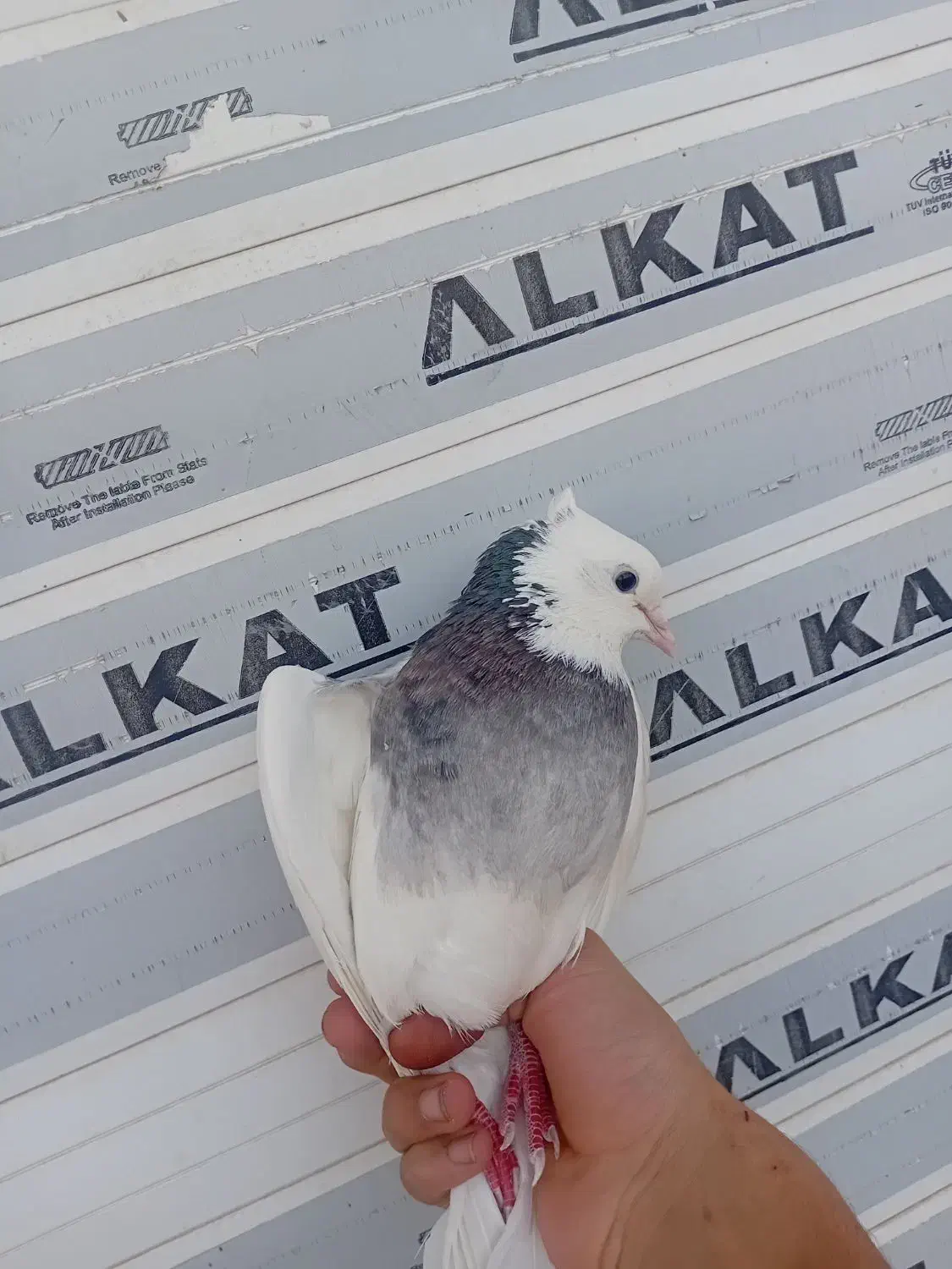 کفتر طوقی|پرنده|ساوه, |دیوار