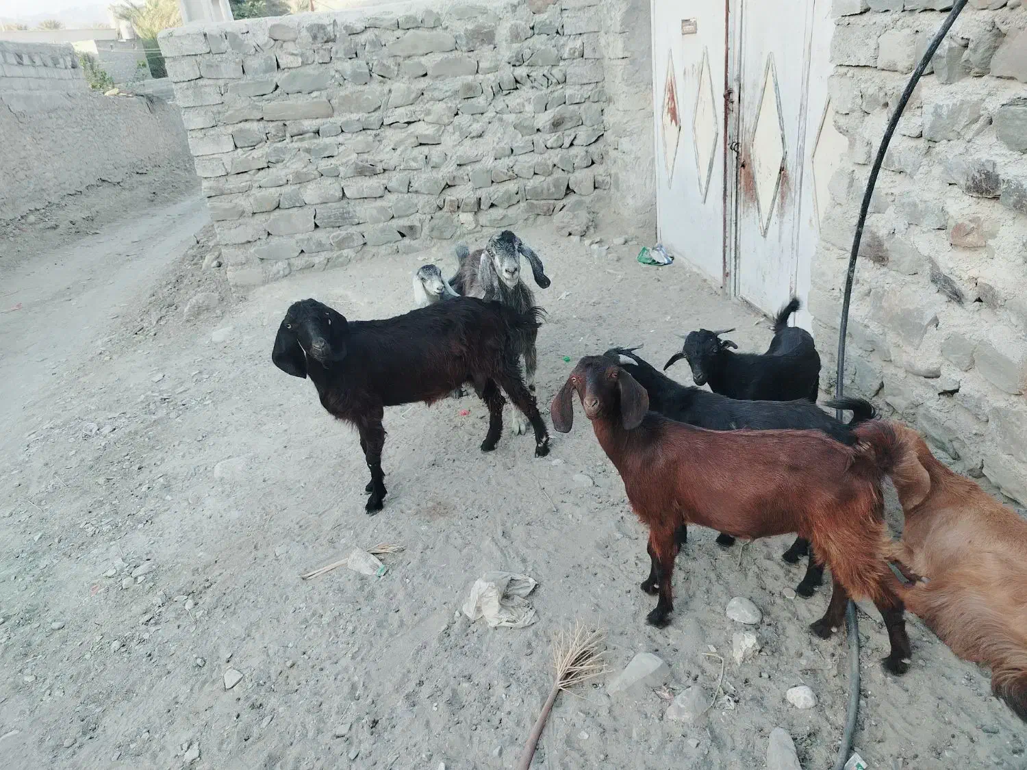 فروش فوری بز گله ای قیمت 60 تومن|حیوانات مزرعه|فنوج, |دیوار