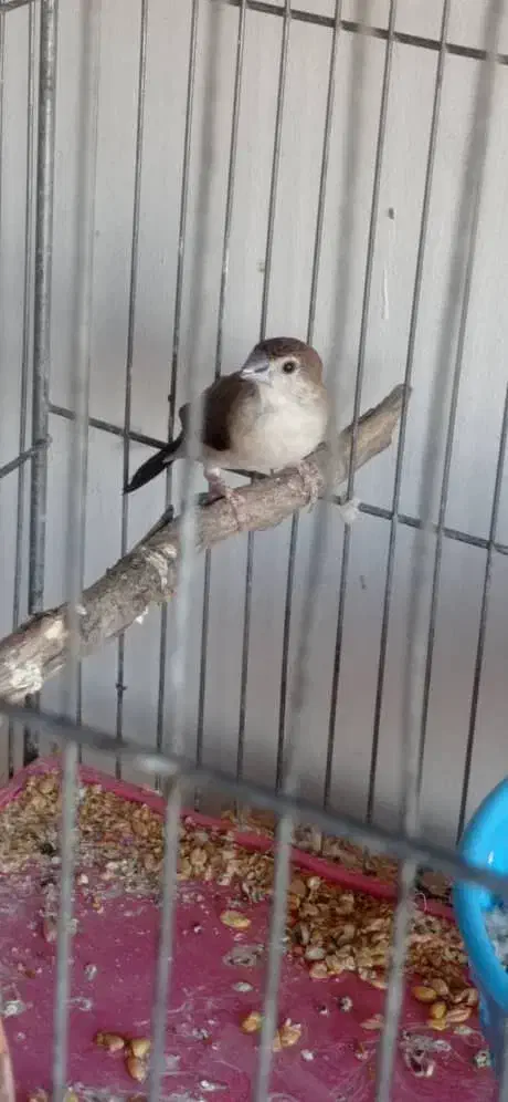 فنج بنگالی|پرنده|تبریز, |دیوار