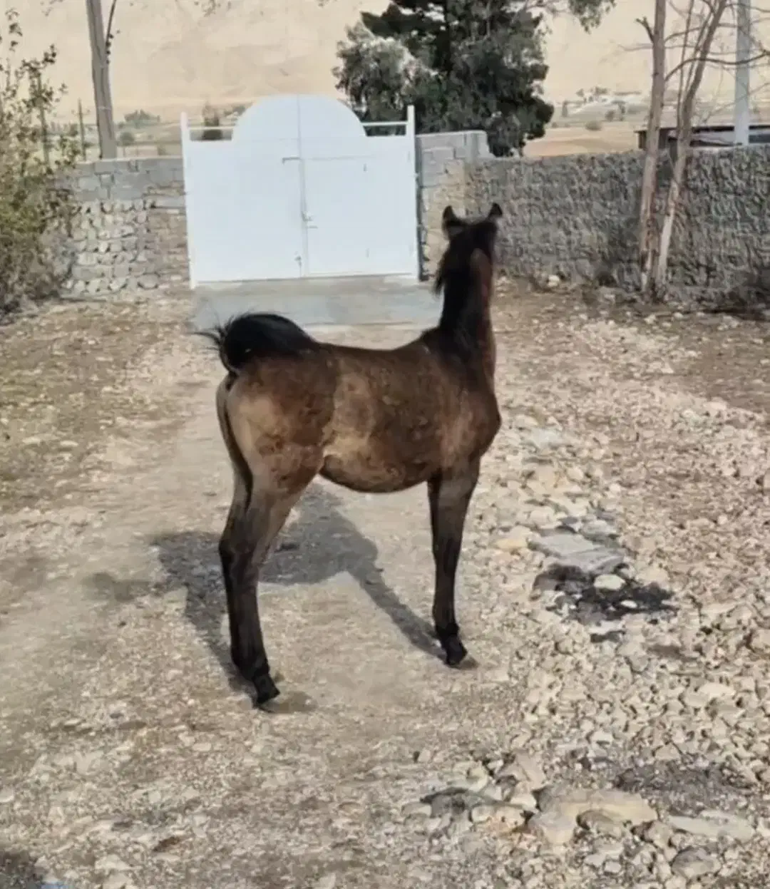 کره اسب|اسب و تجهیزات اسب‌سواری|قلعه شاهین, |دیوار