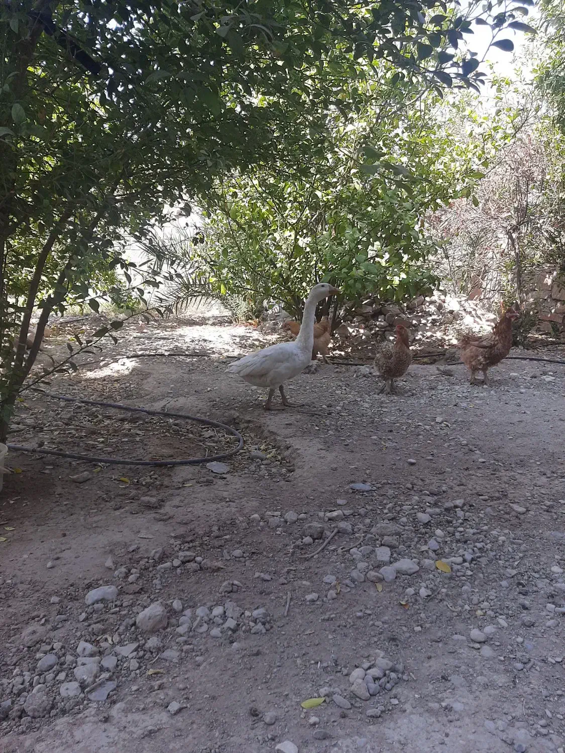 غاز|حیوانات مزرعه|دهدشت, |دیوار