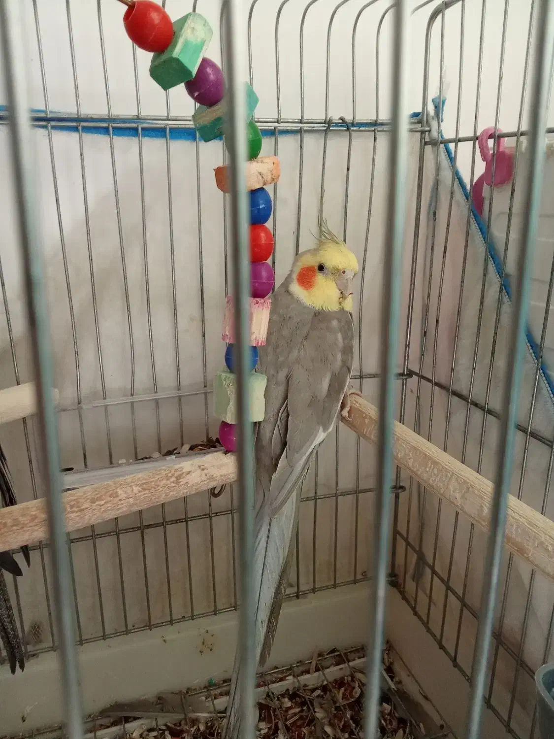 عروس هلندی|پرنده|خرمشهر, |دیوار