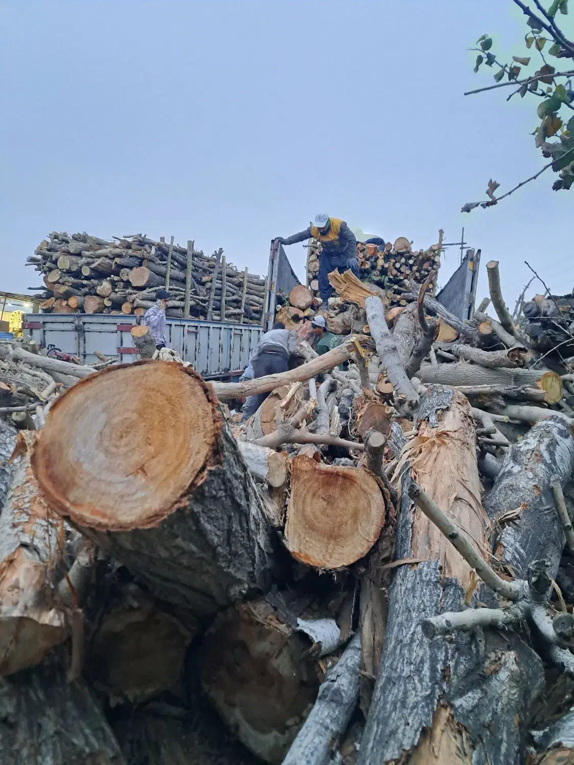 خریدار چوب باغی و هیزمی|خدمات باغبانی و درختکاری|ری, علایین|دیوار