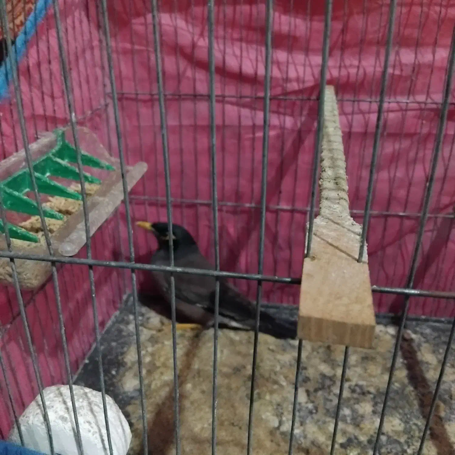 مینا|پرنده|مینودشت, |دیوار