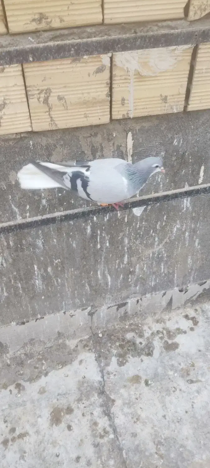 کبوتربدرنگ|پرنده|بوئین زهرا, |دیوار