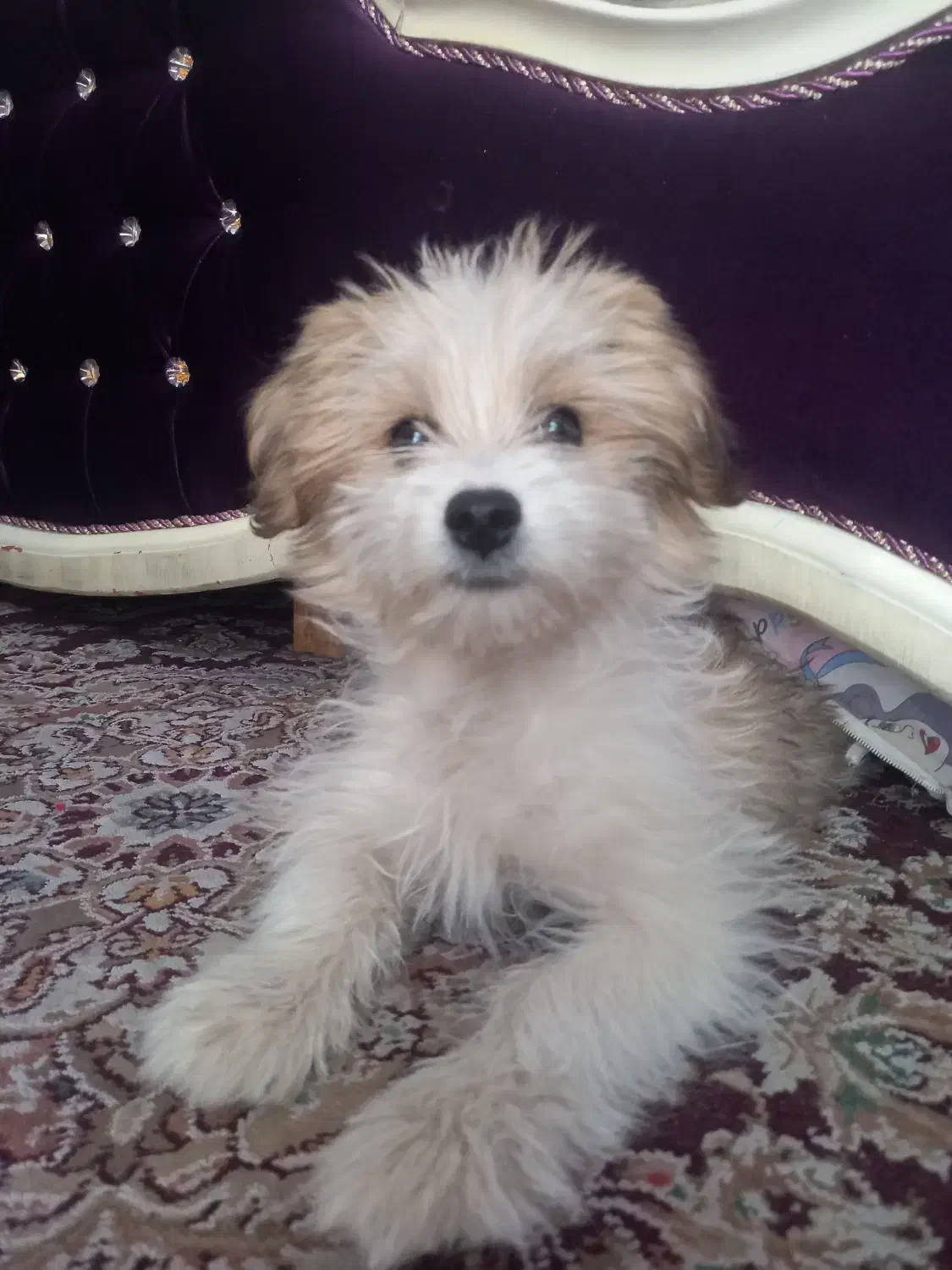 واگذاری سگ|سگ|اصفهان, آهنگران|دیوار