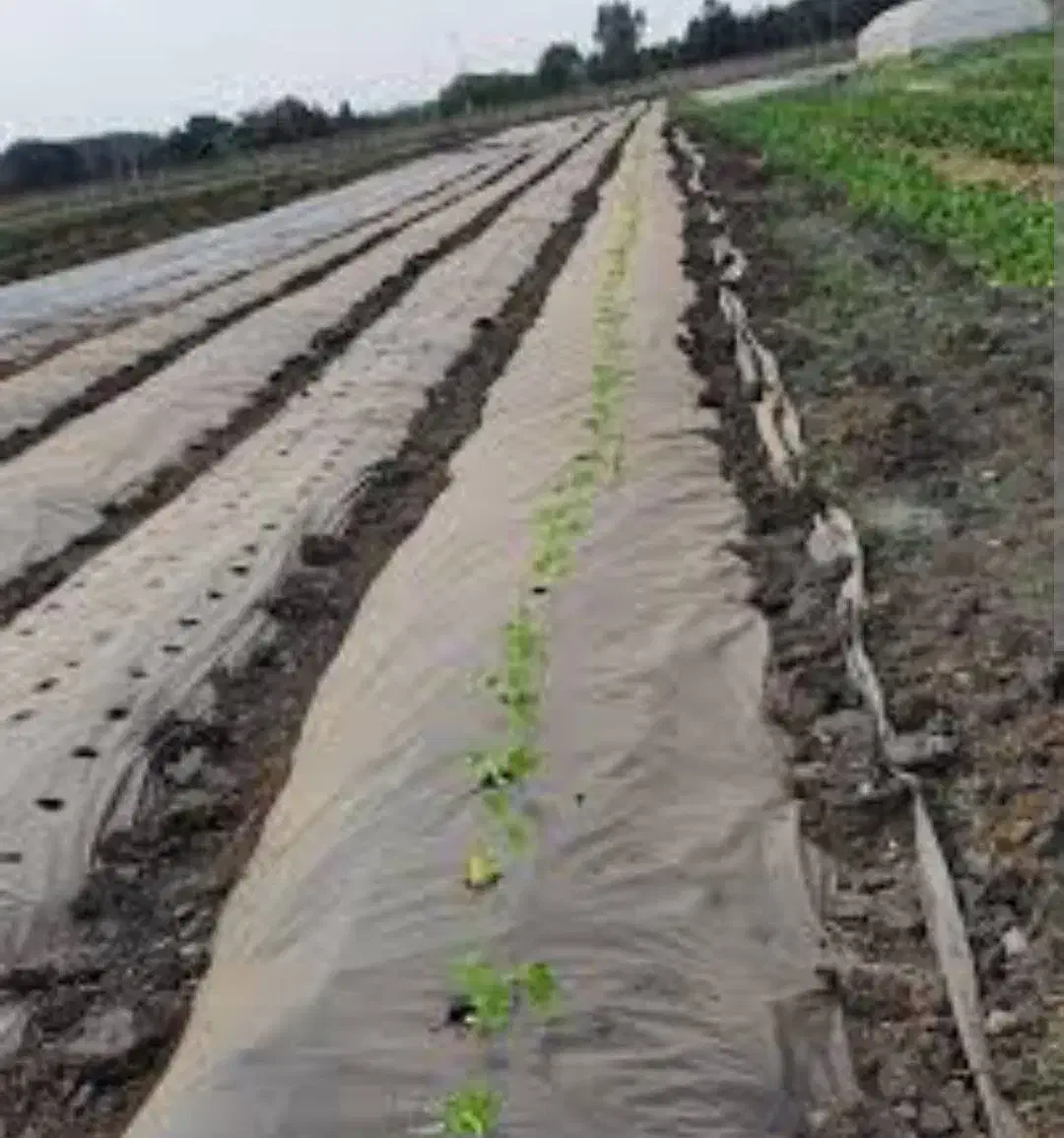 محفظه پلاستیکی کشاورزی و درختی (مالچ)|خدمات باغبانی و درختکاری|مه ولات, |دیوار