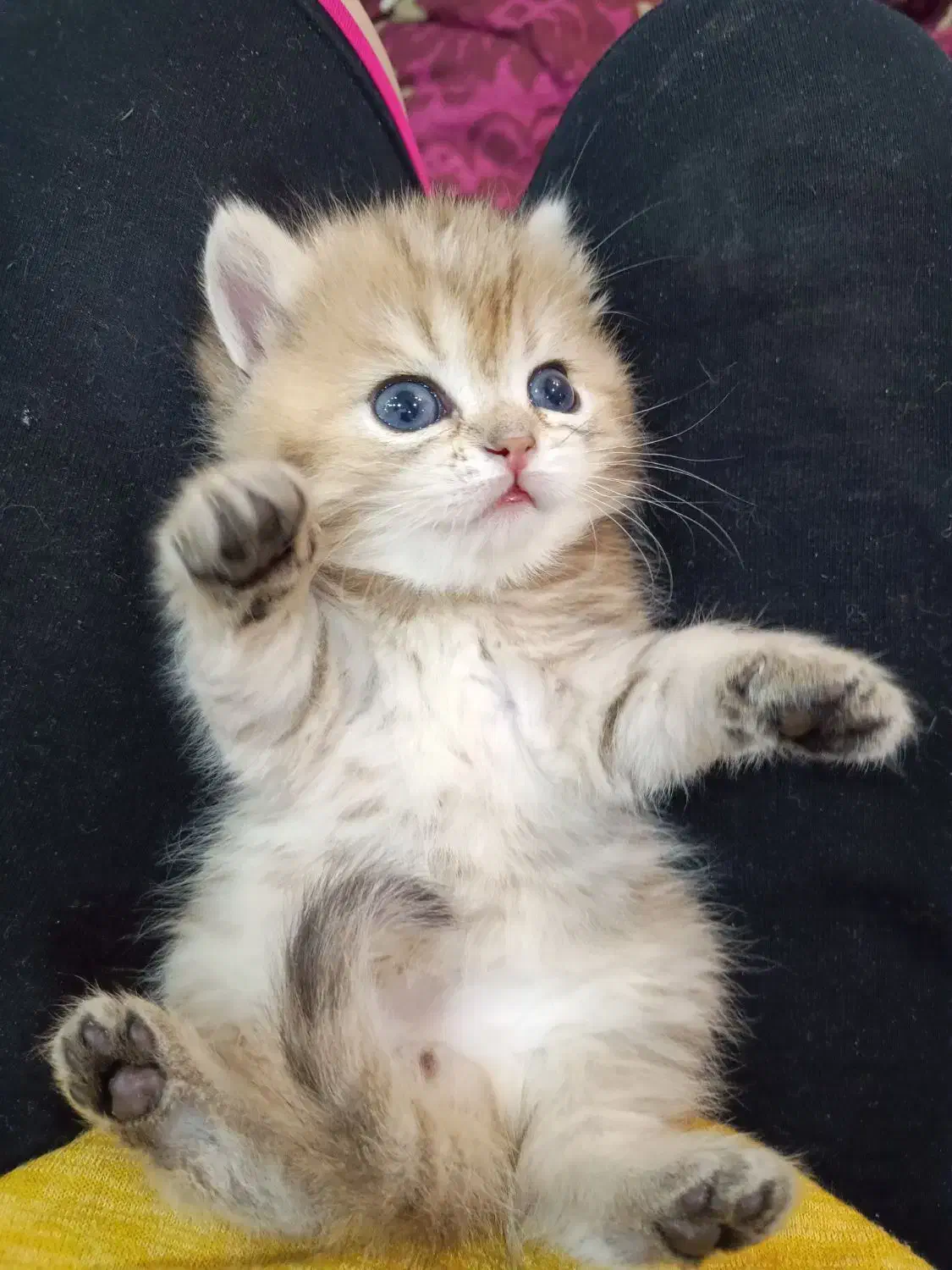 گربه بریتیش گلد|گربه|کرج, عظیمیه|دیوار