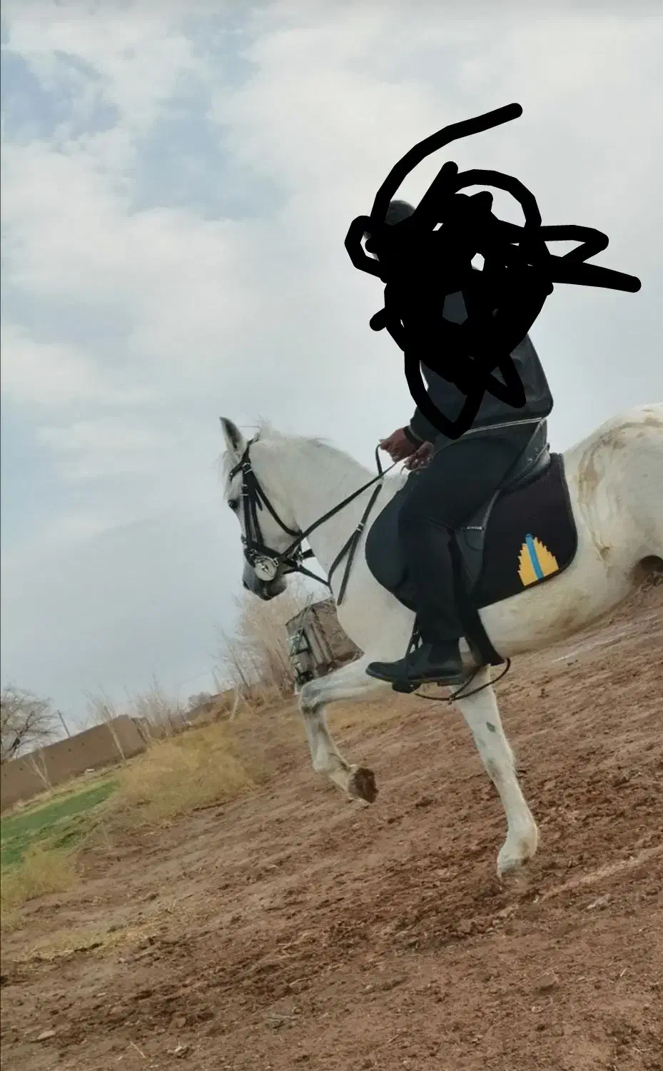 مادیان آبستن|اسب و تجهیزات اسب‌سواری|بم, |دیوار