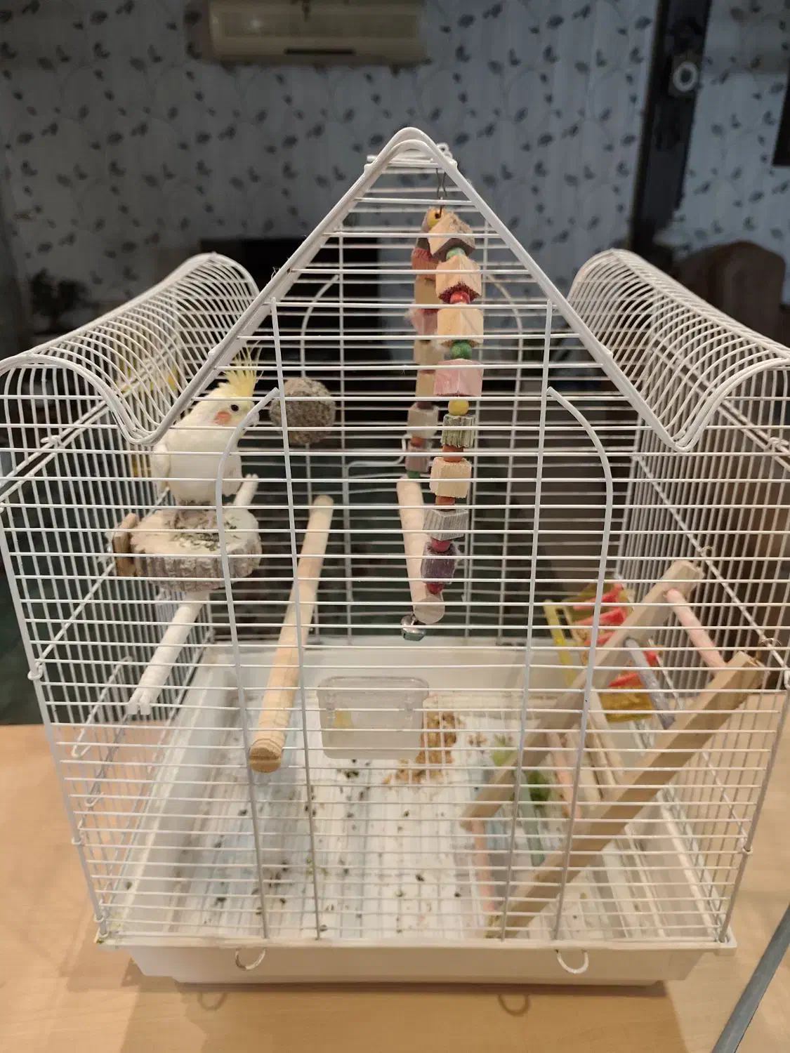 طوطی عروس با قفس نو ولوازم کامل|پرنده|هشتگرد, هیو|دیوار