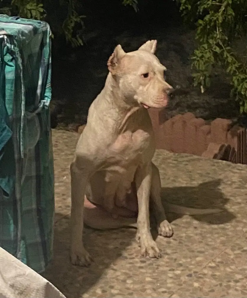 Dogo Argentino|سگ|تهران, اوین|دیوار
