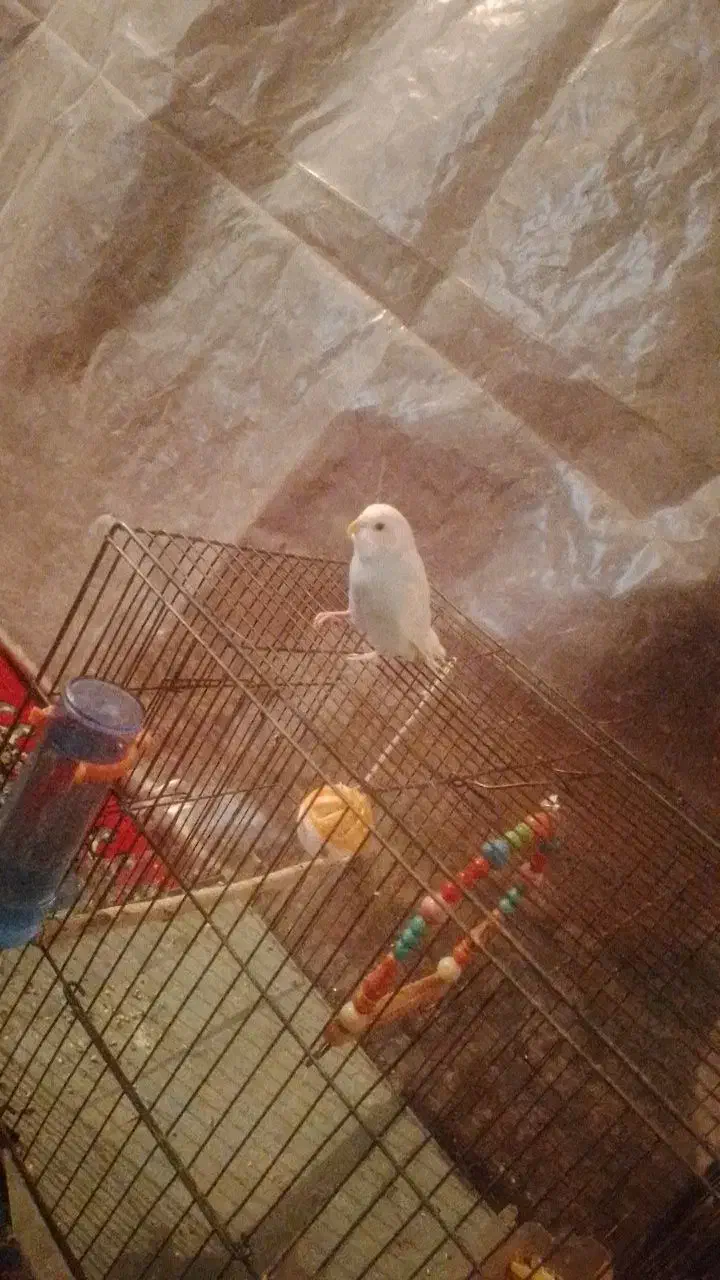 مرغ عشق|پرنده|دهگلان, |دیوار