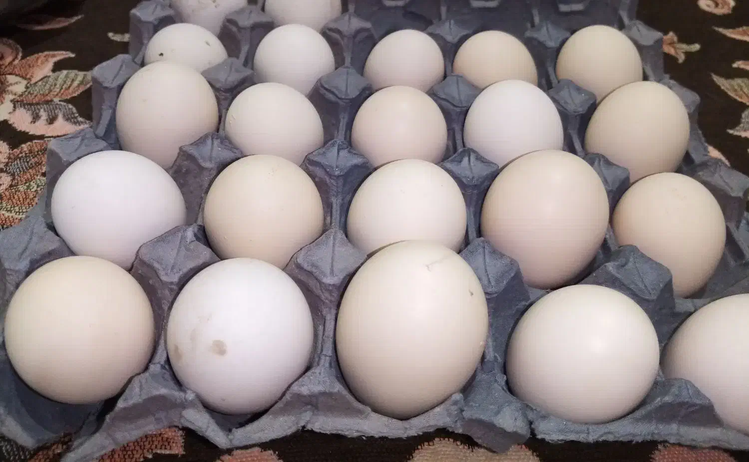 تخم مرغ محلی اصل|خوردنی و آشامیدنی|خورموج, |دیوار