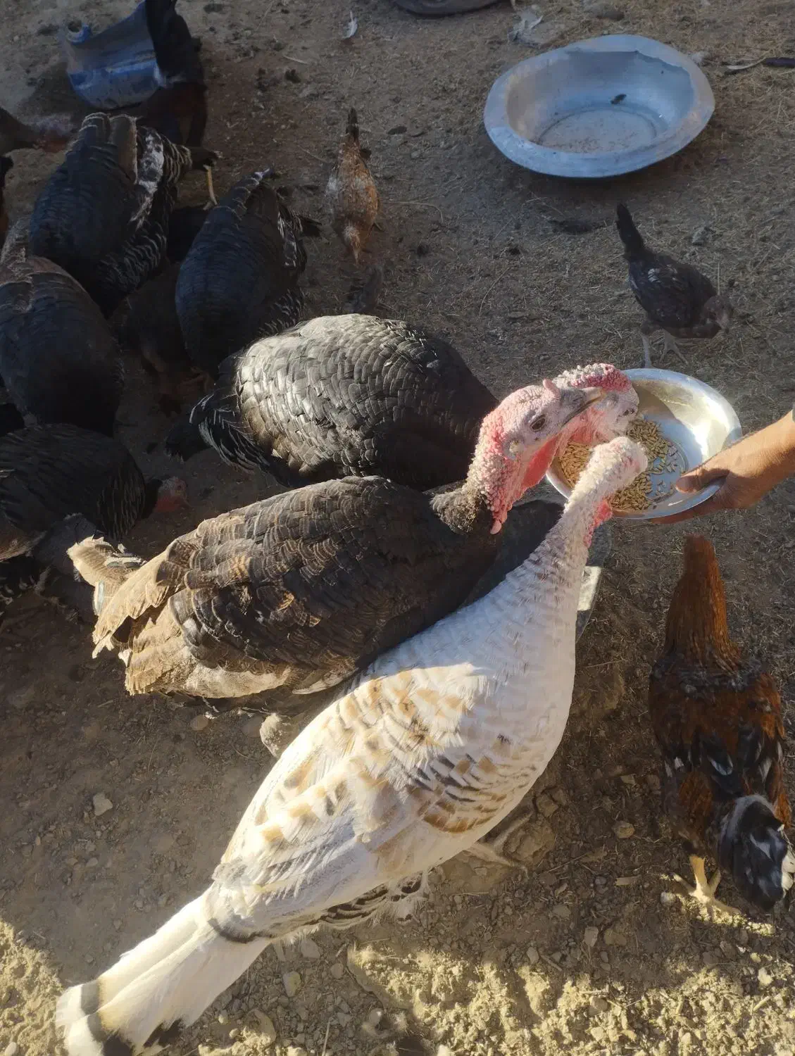 بوقلمون|حیوانات مزرعه|خمک, |دیوار